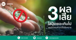 ใส่ปุ๋ยเยอะเกินไป