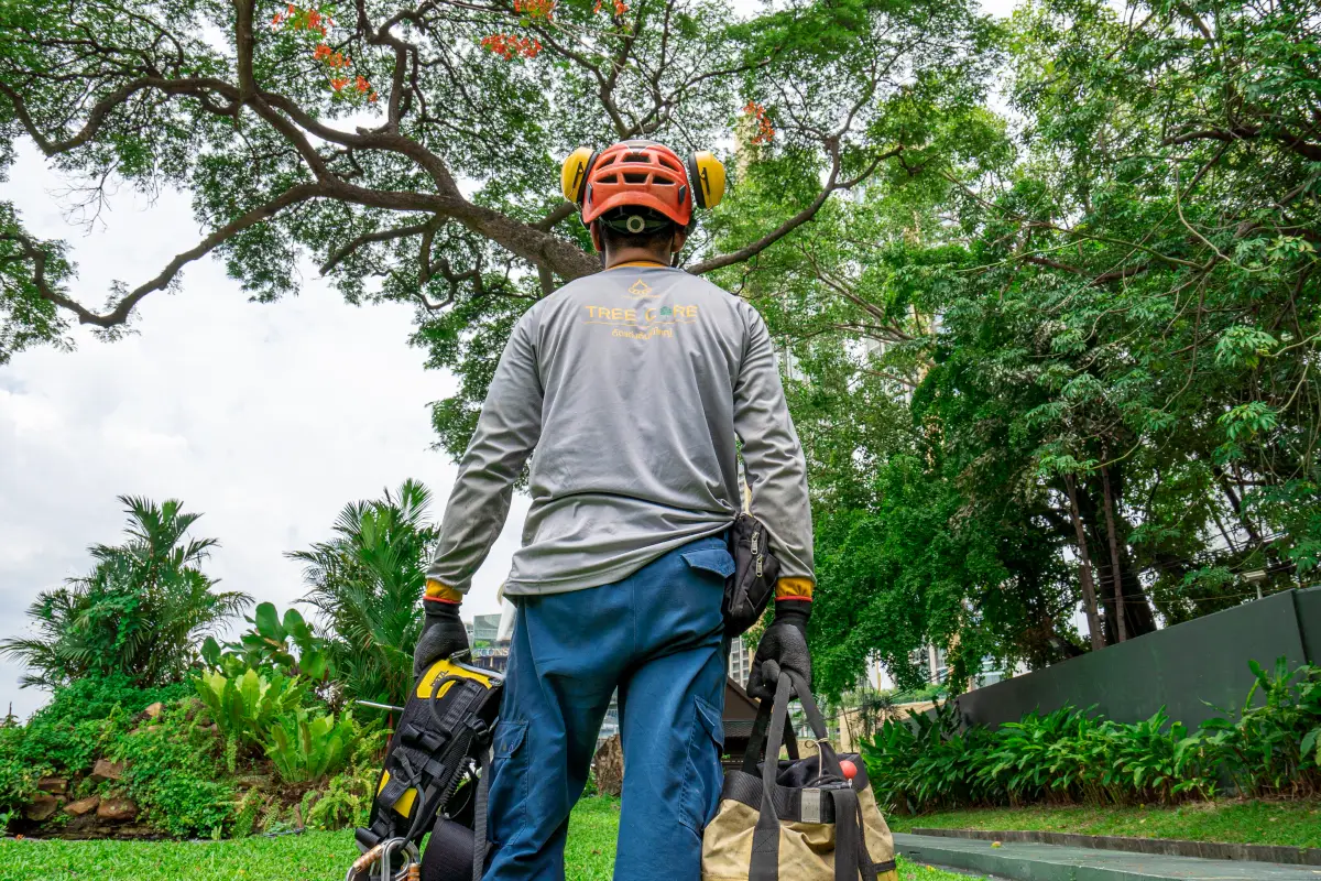บริการตัดต้นไม้