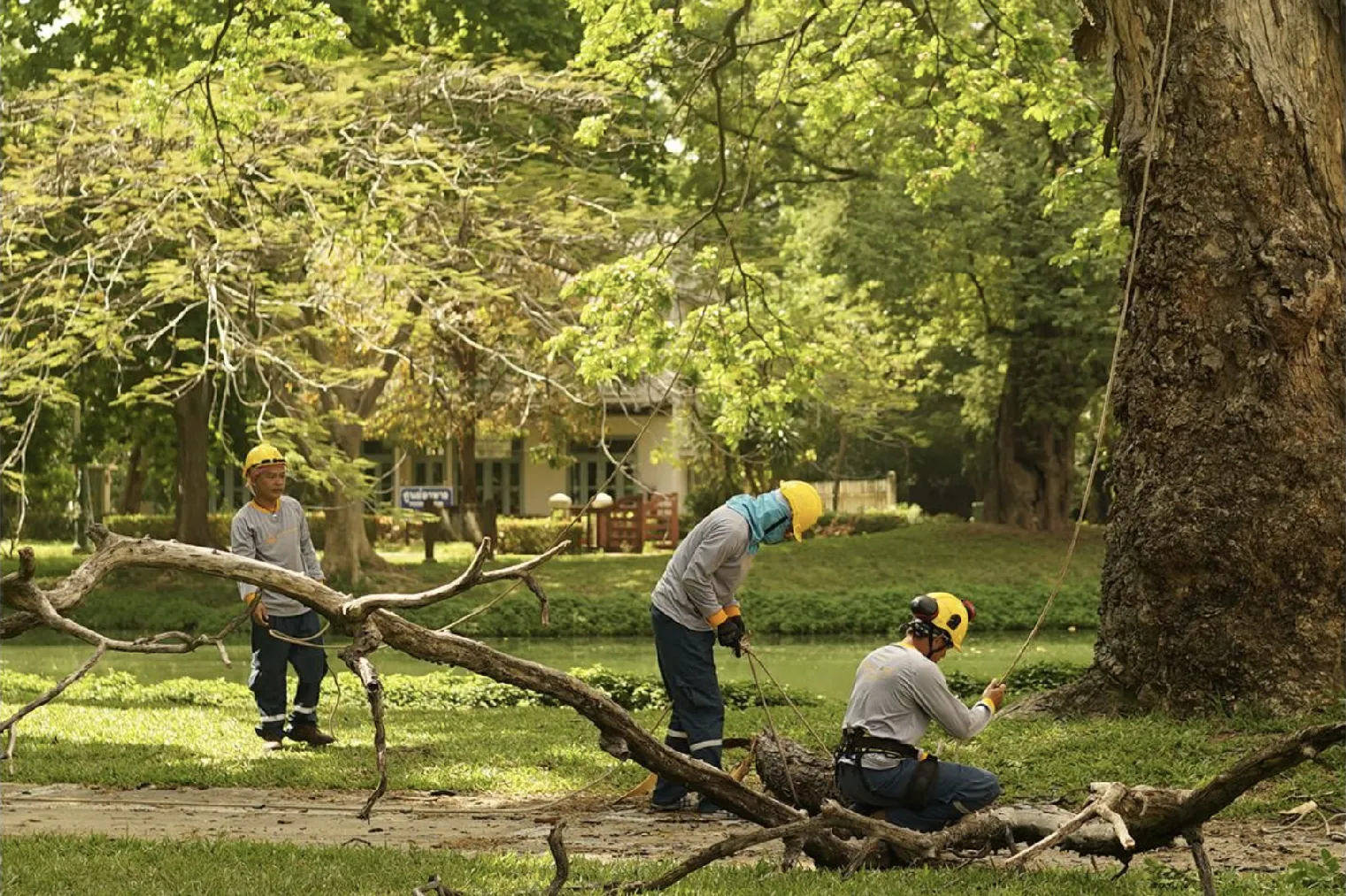 บริการตัดต้นไม้ใหญ่