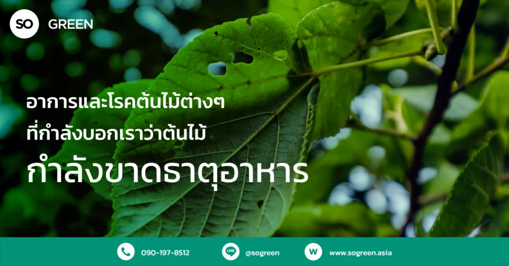 อาการต้นไม้