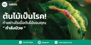 โรคต้นไม้
