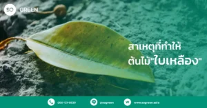 สาเหตุที่ต้นไม้ใบเหลือง