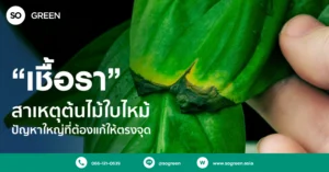 ใบไม้เป็นรา