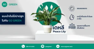 ต้นเดหลี