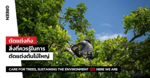 ตัดแต่งต้นไม้