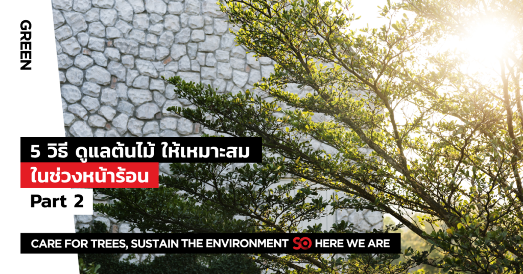 การดูแลต้นไม้