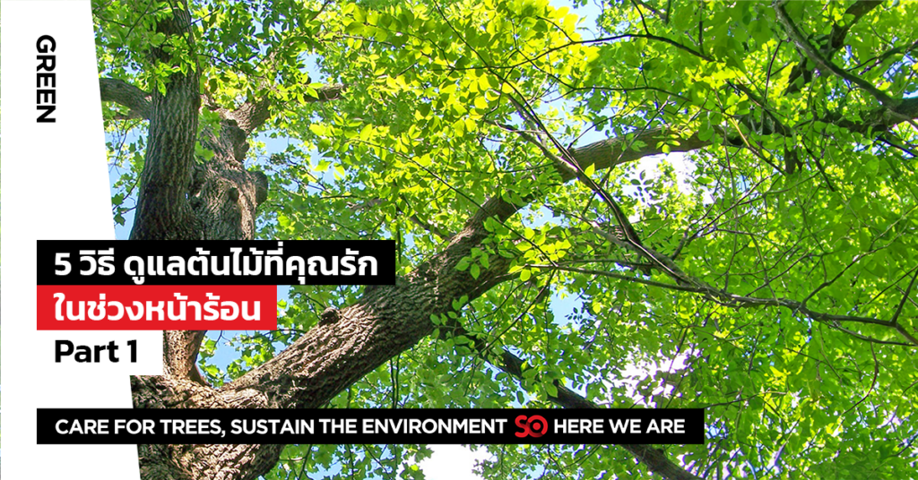 ดูแลต้นไม้