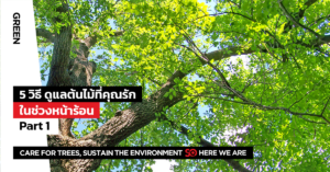 ดูแลต้นไม้