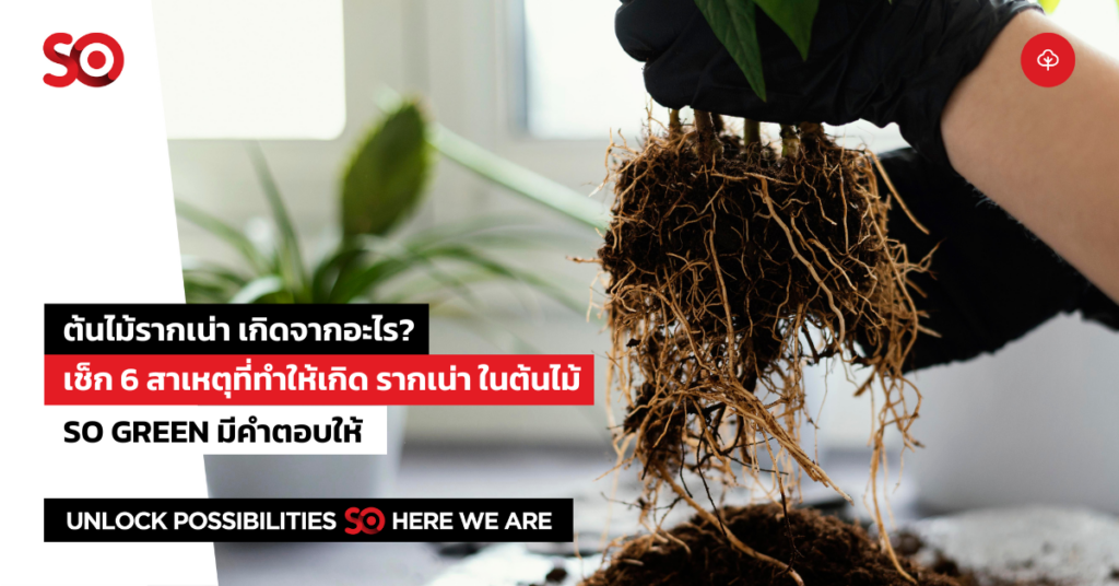 ต้นไม้รากเน่า