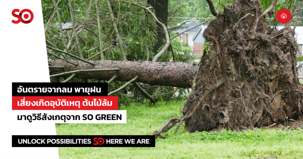 ต้นไม้ล้ม