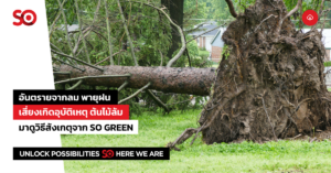 ต้นไม้ล้ม