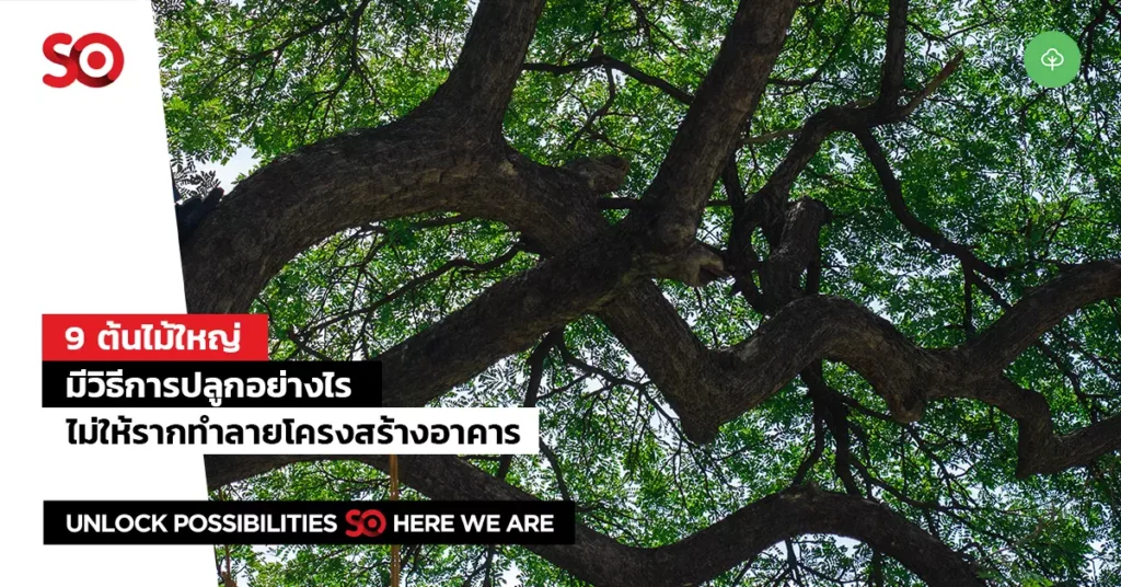 ต้นไม้ใหญ่