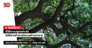 ต้นไม้ใหญ่