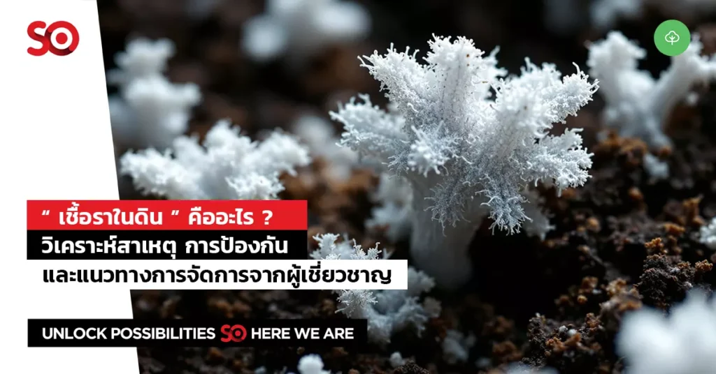 เชื้อราในดิน