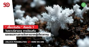 เชื้อราในดิน