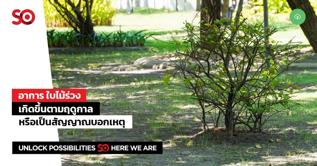 ใบไม้ร่วง