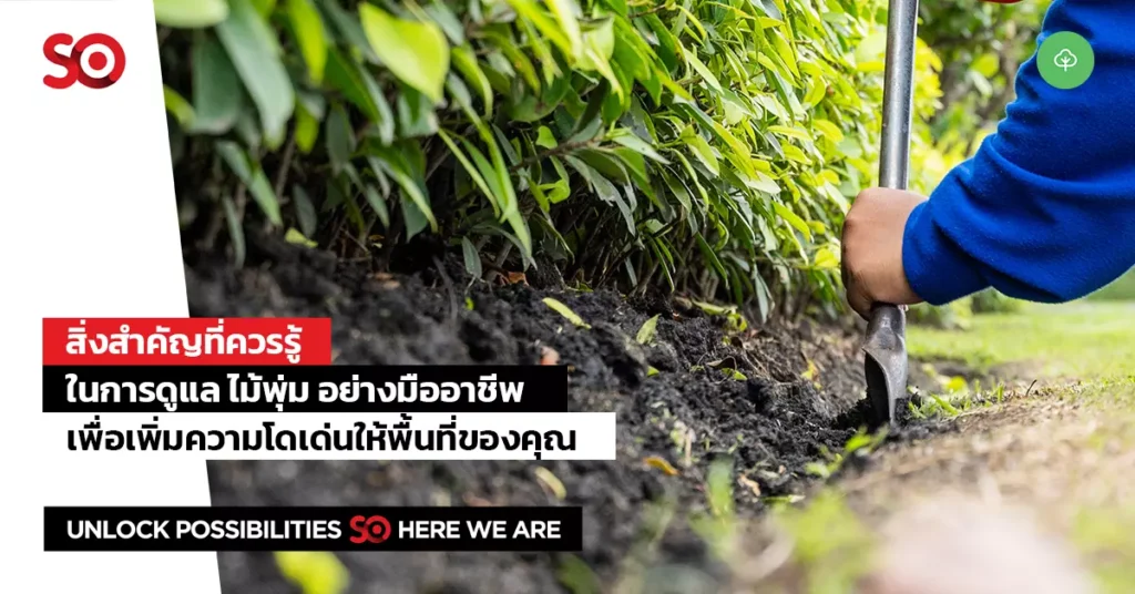 ไม้พุ่ม