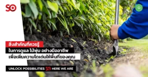 ไม้พุ่ม