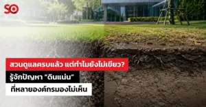 ดินแน่น